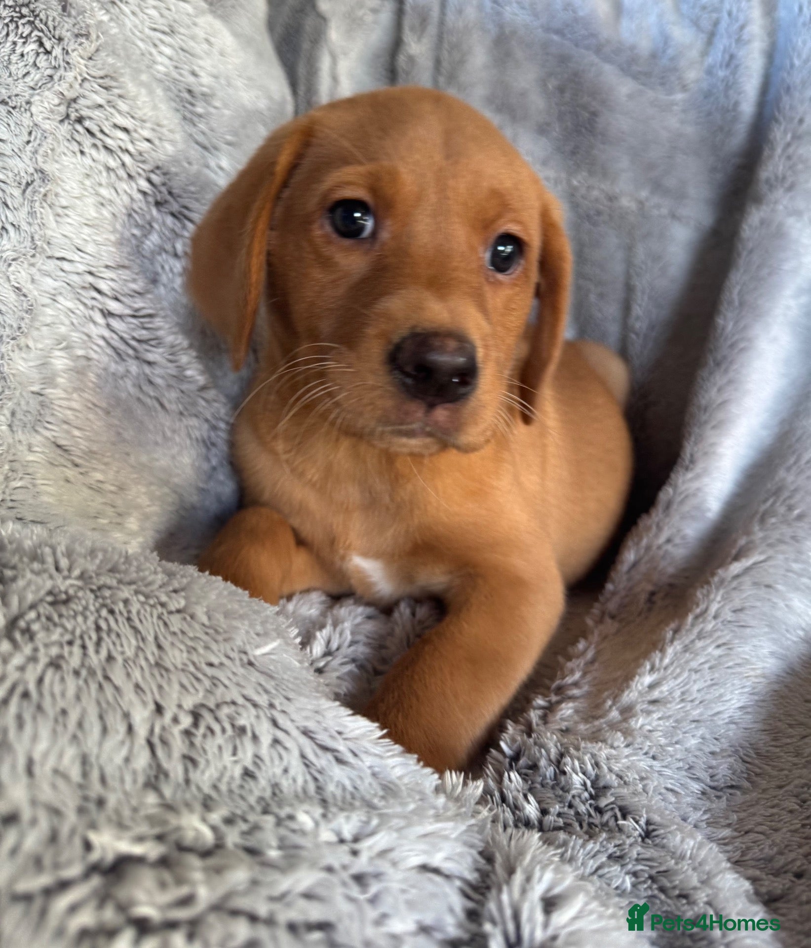 Labrador Retriever dogs Labradors FOX RED - Advert 1