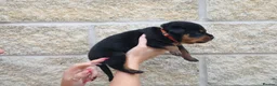 Rottweiler dogs for sale: Rottweiler Puppies  - Advert 11