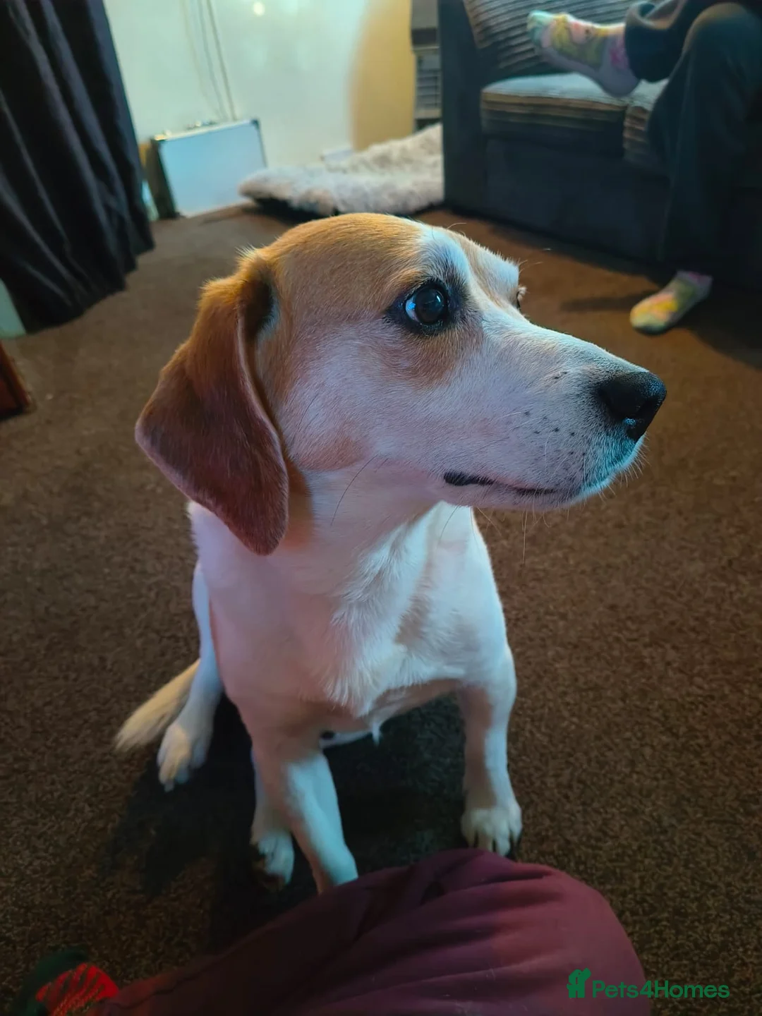 Beagle dogs for sale: Male Beagle  - Advert 2