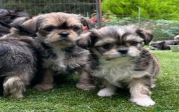 Mixed Breed dogs for sale: Beautiful Chi shi's puppies - Image 1