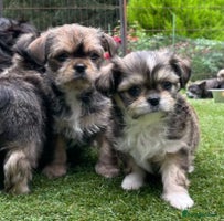 Mixed Breed dogs - Advert 2