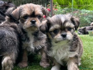 Mixed Breed dogs - Advert 3