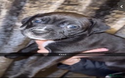 Mixed Breed dogs for sale: 8 beautiful pups for sale  - Image 7
