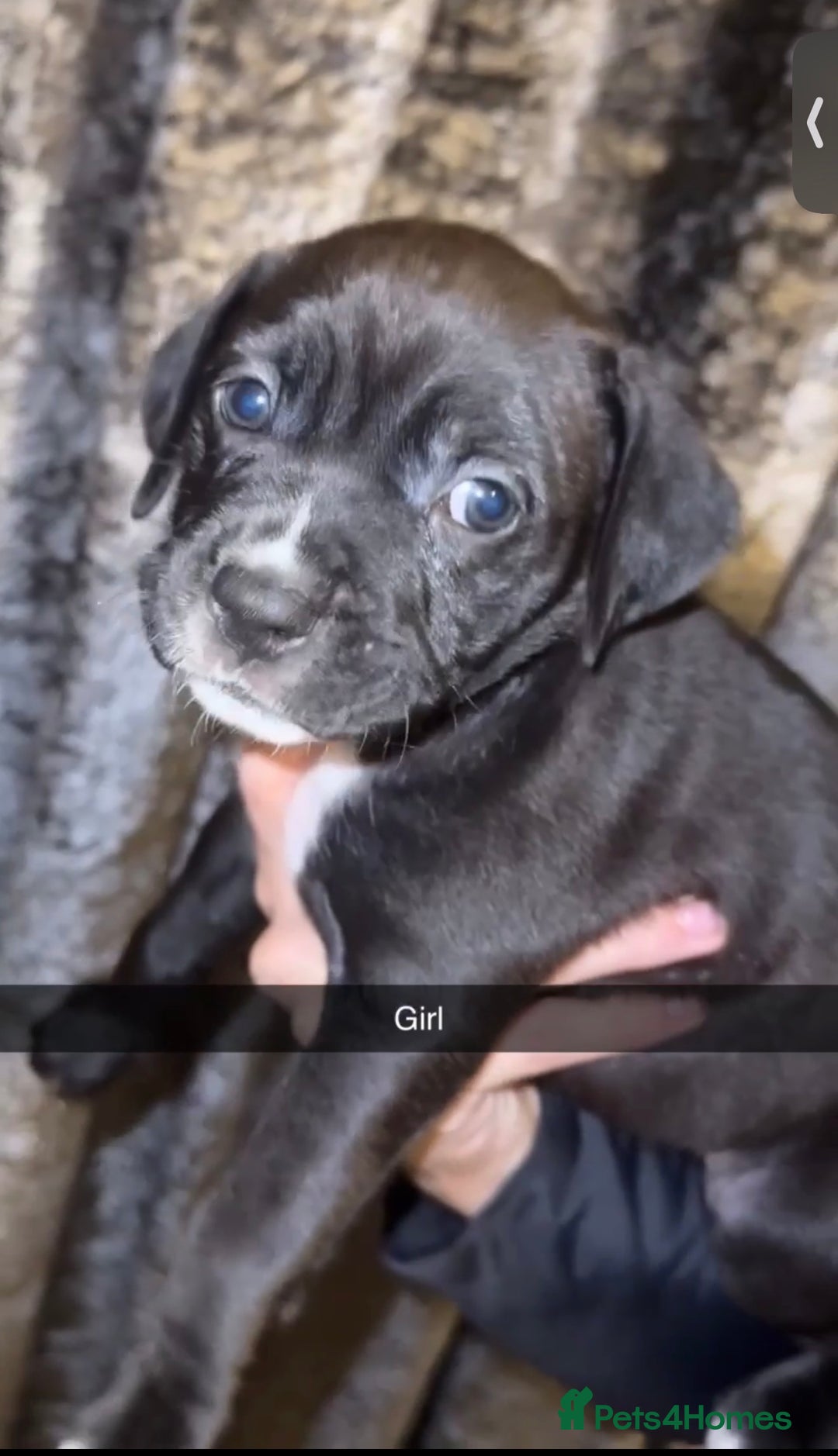 Mixed Breed dogs for sale: 8 beautiful pups for sale  - Image 7