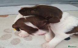 English Springer Spaniel dogs for sale:   English Springer Spaniel puppies  - Image 7