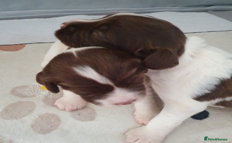 English Springer Spaniel dogs - Advert 3