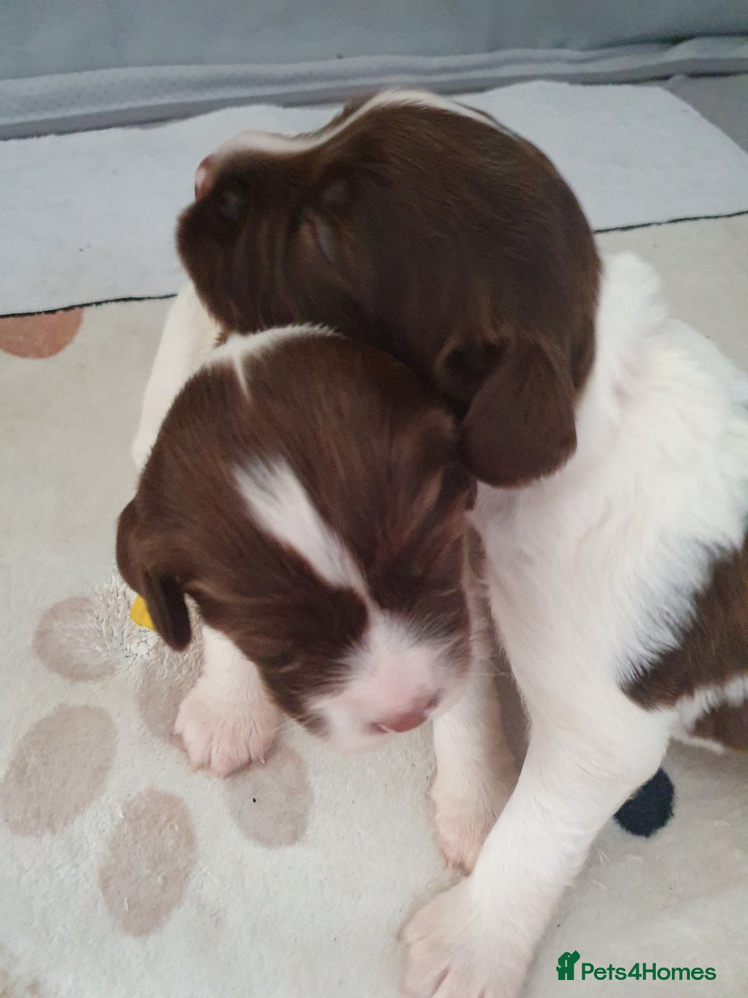 English Springer Spaniel dogs for sale:   English Springer Spaniel puppies  - Image 7