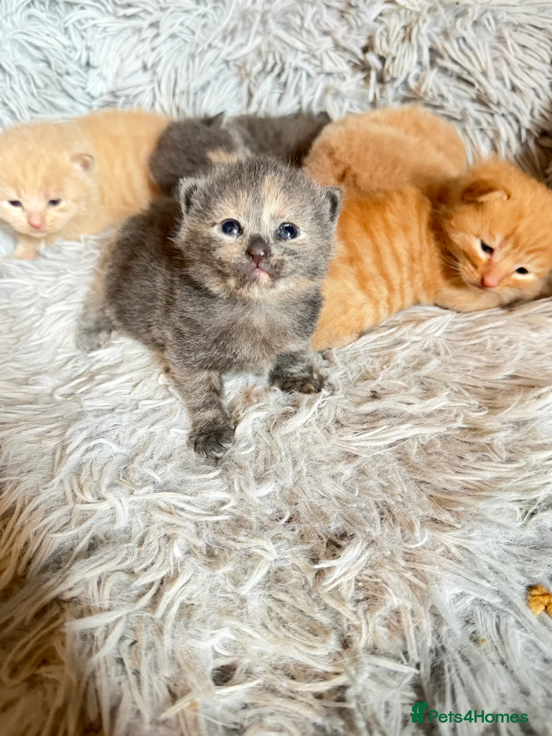 Mixed Breed cats for sale: 5 kittens  - Advert 3