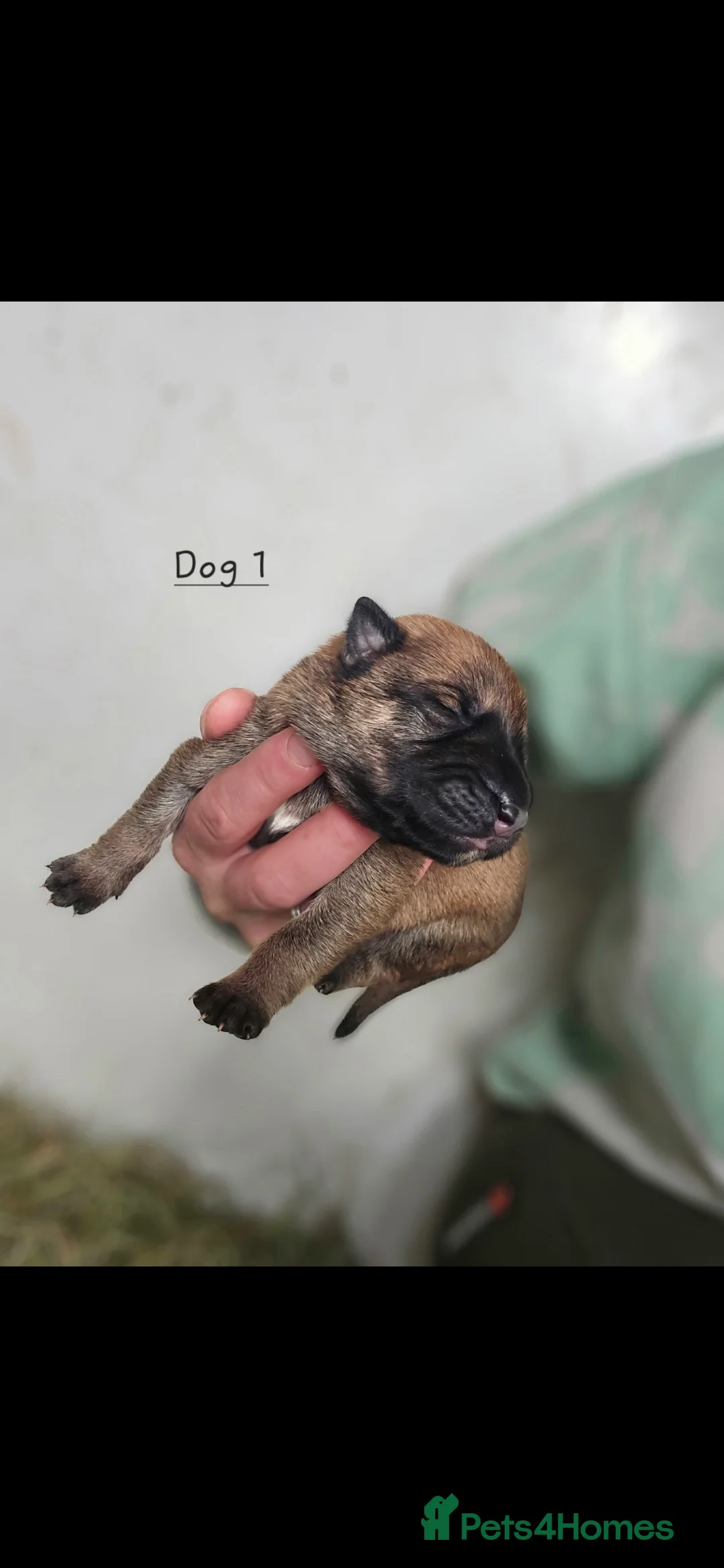 Mixed Breed dogs for sale: 3/4 GSD 1/4 Malinois - Advert 13