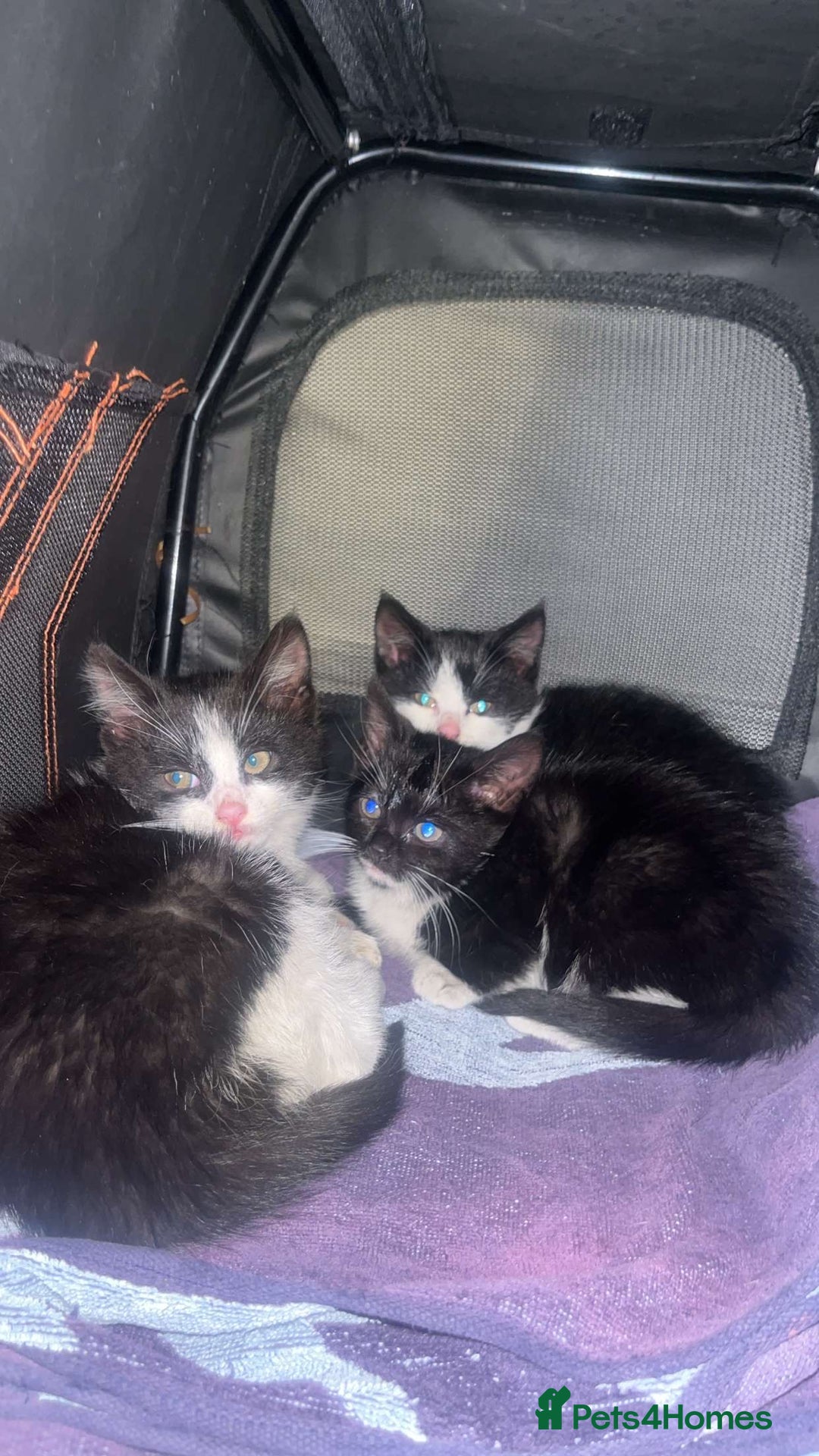 Mixed Breed cats for sale: 🐾 Adorable Black&White Kittens 🐾 - Advert 5