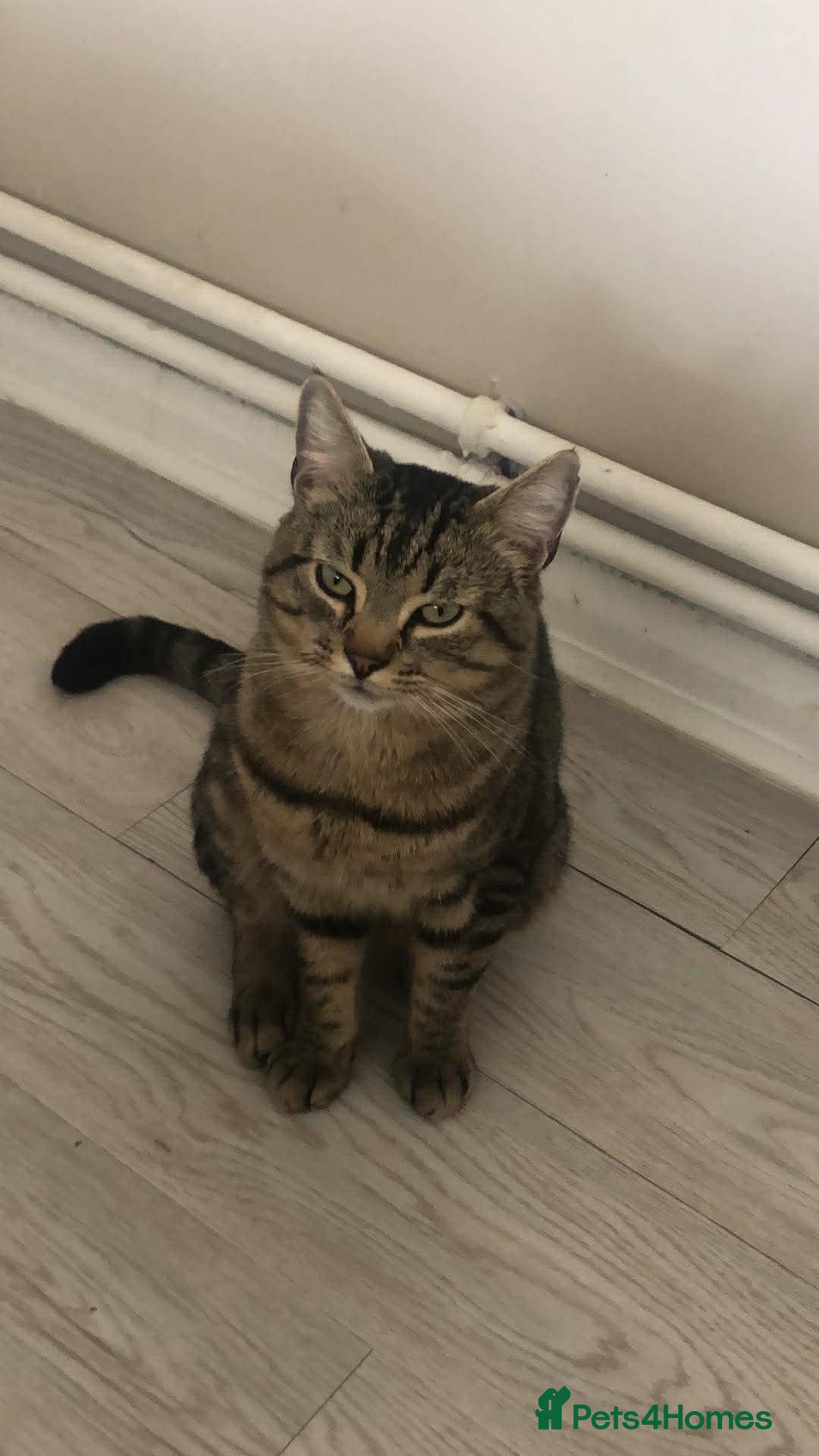 Mixed Breed cats 3 year old tabby cat - Advert 4