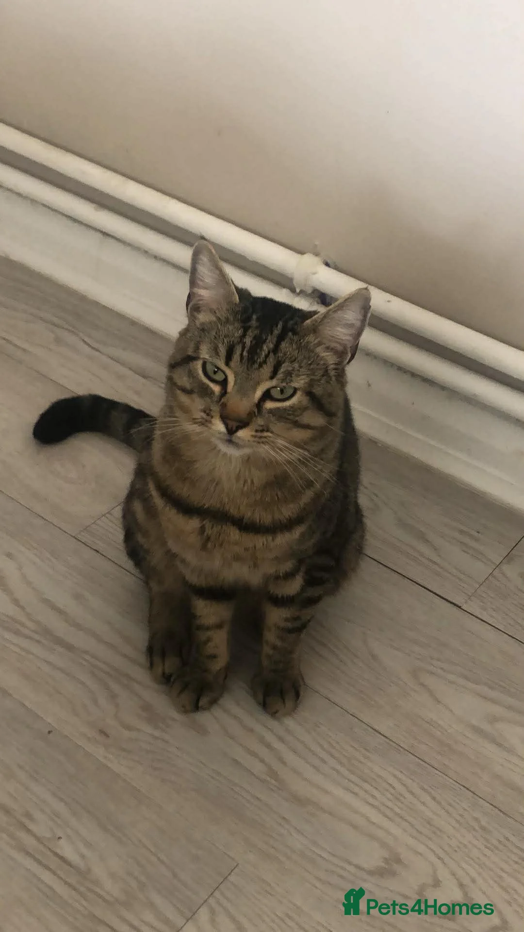 Mixed Breed cats for sale: 3 year old tabby cat - Advert 1