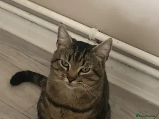 Mixed Breed cats 3 year old tabby cat - Advert 4