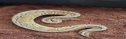 Python Snake reptiles for sale: Royal python morphs for sale in Dudley - Advert 9