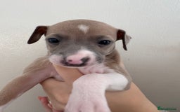 Italian Greyhound dogs for sale: Beautiful Italian Greyhound puppies for sale  - Image 5