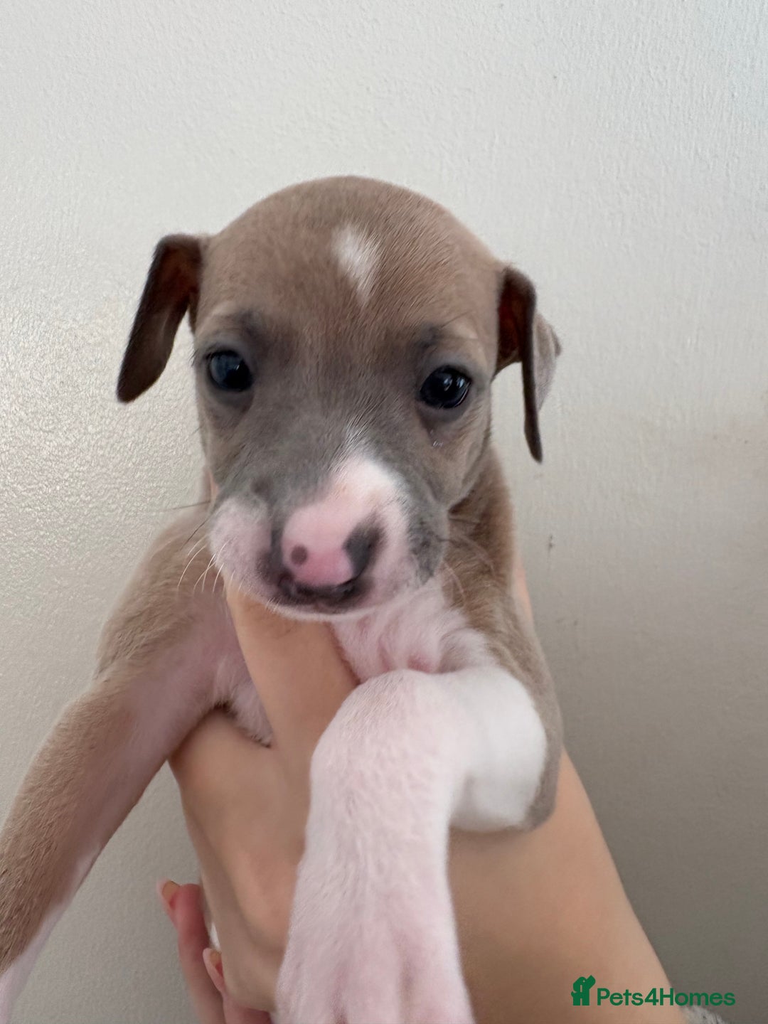 Italian Greyhound dogs for sale: Beautiful Italian Greyhound puppies for sale  - Image 5