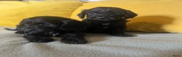 Cockapoo dogs for sale: Cockapoo puppies parents health tested  - Advert 5