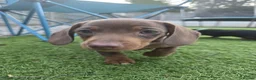 Miniature Dachshund dogs for sale: Minature dachshund pups - Advert 6