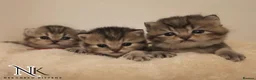 British Shorthair cats for sale: GCCF British Shorthair Babies Ready Soon 🐱 - Advert 29