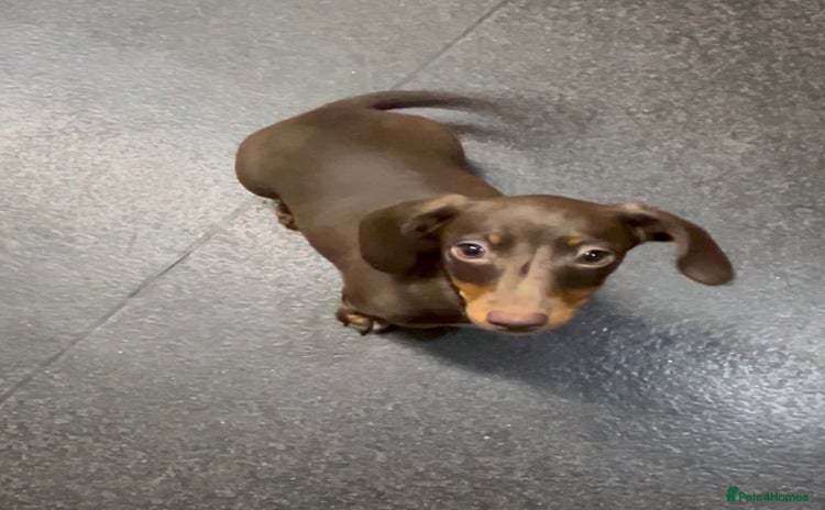 Dachshund dogs - Advert 9