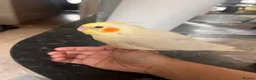 Cockatiels birds for sale: Baby tamed Cockateil  - Advert 2