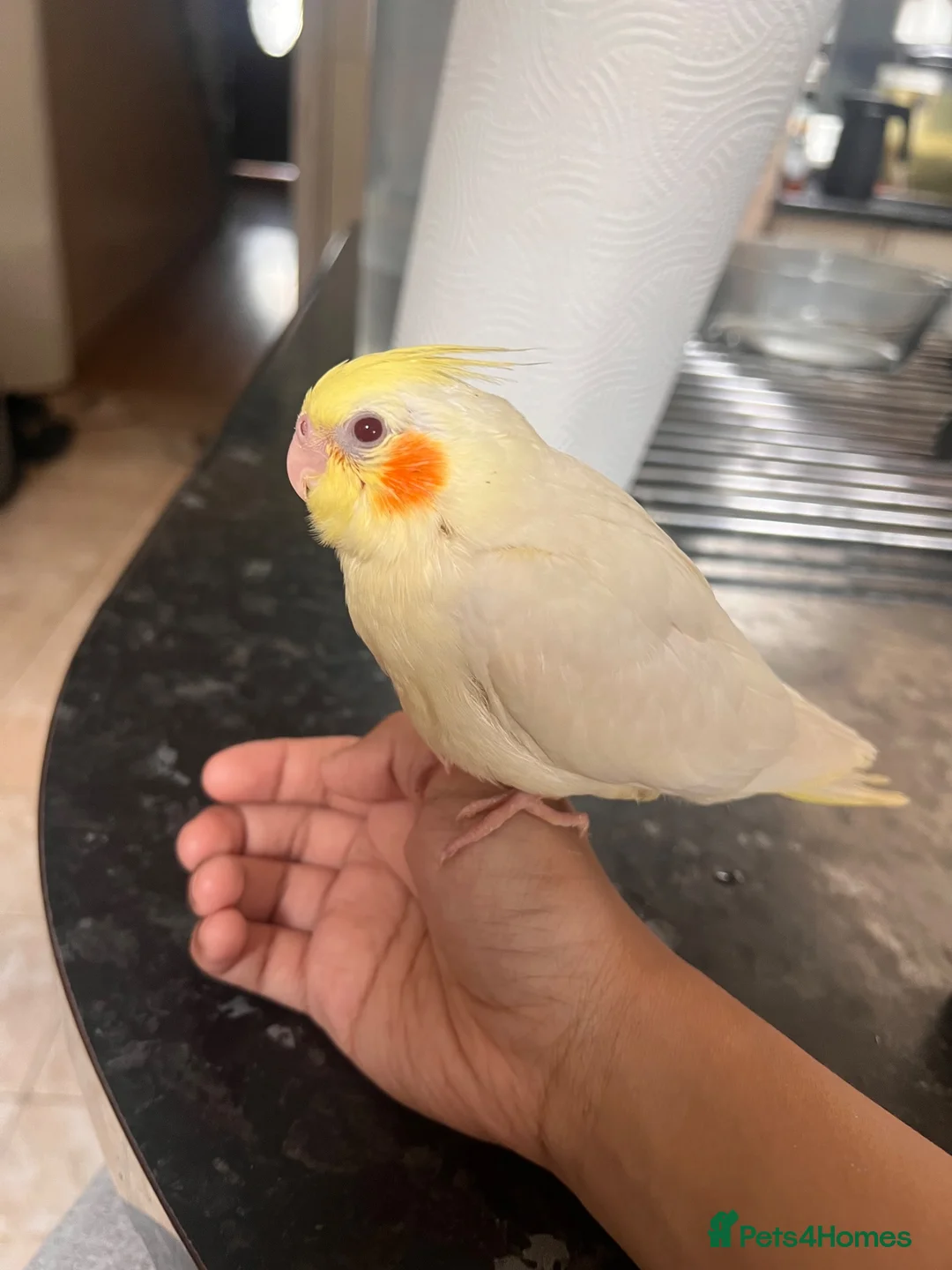 Cockatiels birds for sale: Baby tamed Cockateil  - Advert 2