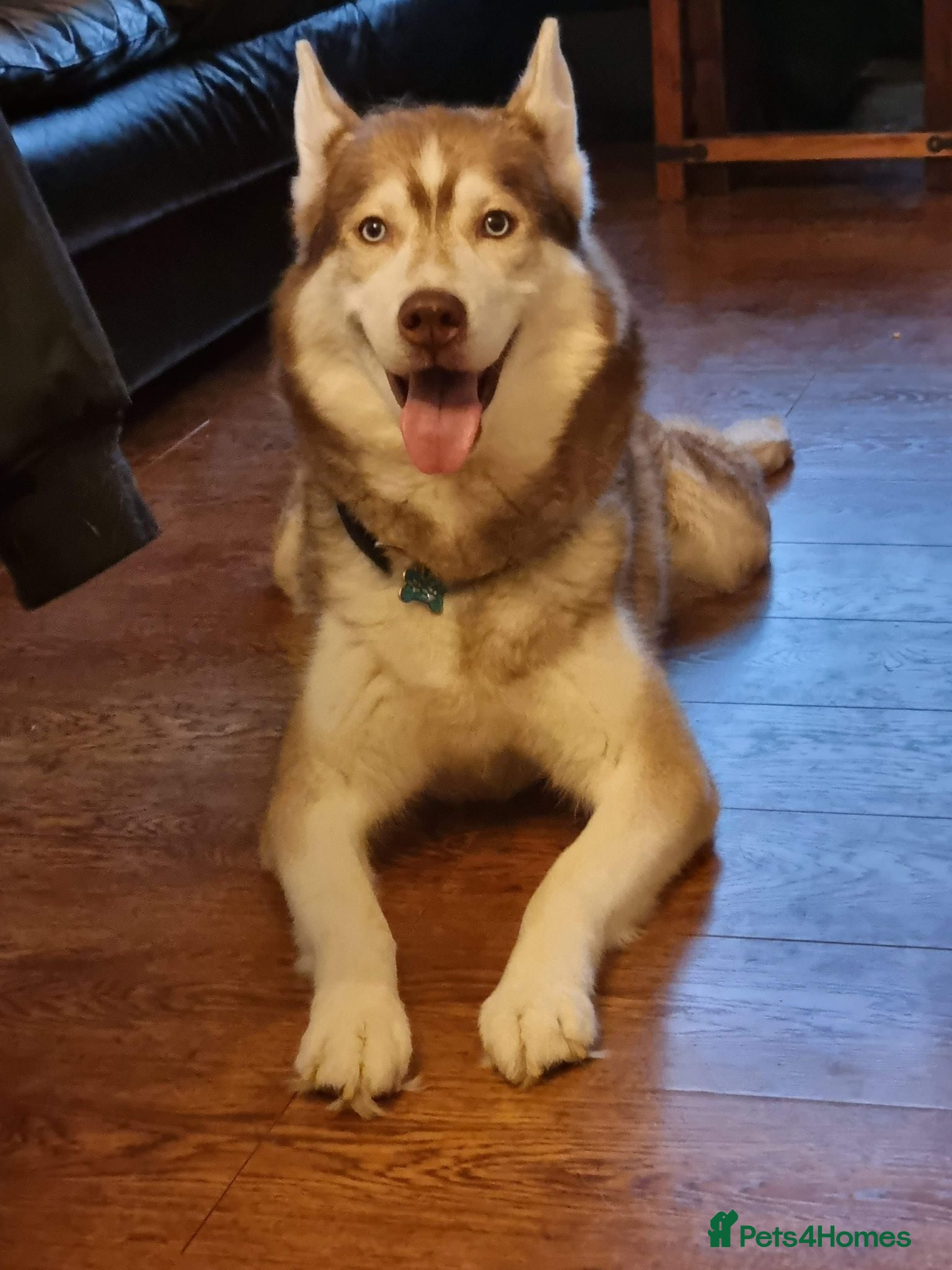 Siberian Husky dogs Zeus  - Advert 11