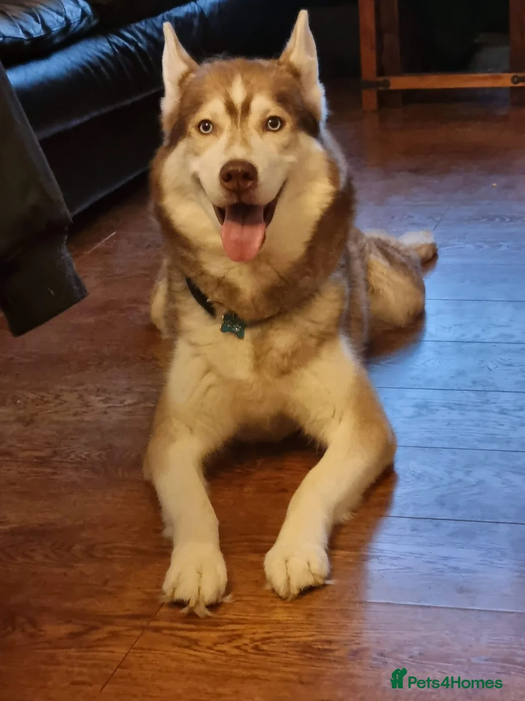 Siberian Husky dogs for sale: Zeus  in Bradford - Advert 1