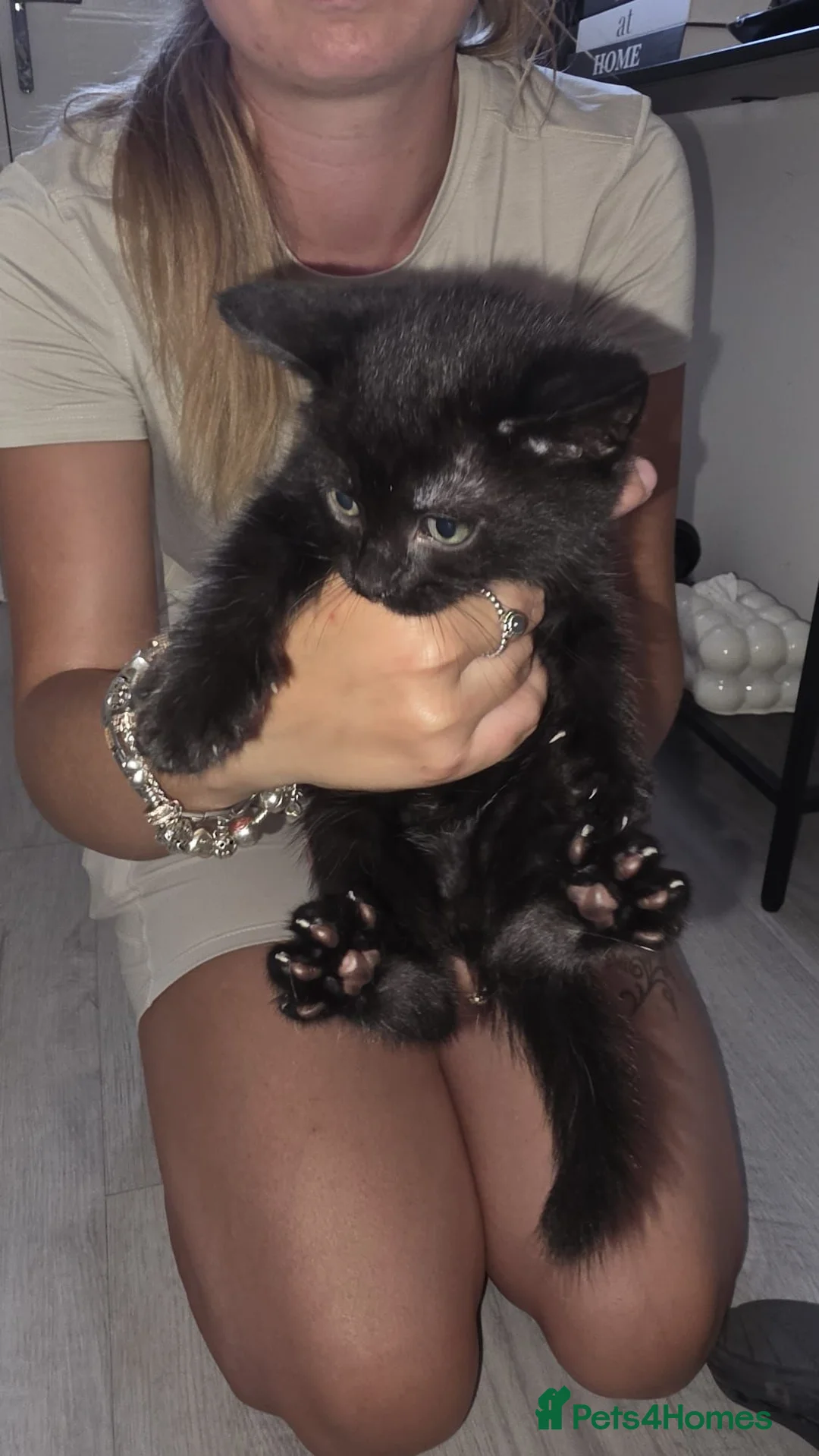 Mixed Breed cats for sale: 3 kittens for sale  - Advert 4