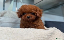 Toy Poodle dogs for sale: Purebred Toy Poodles Puppies Loving Homes! - Image 12