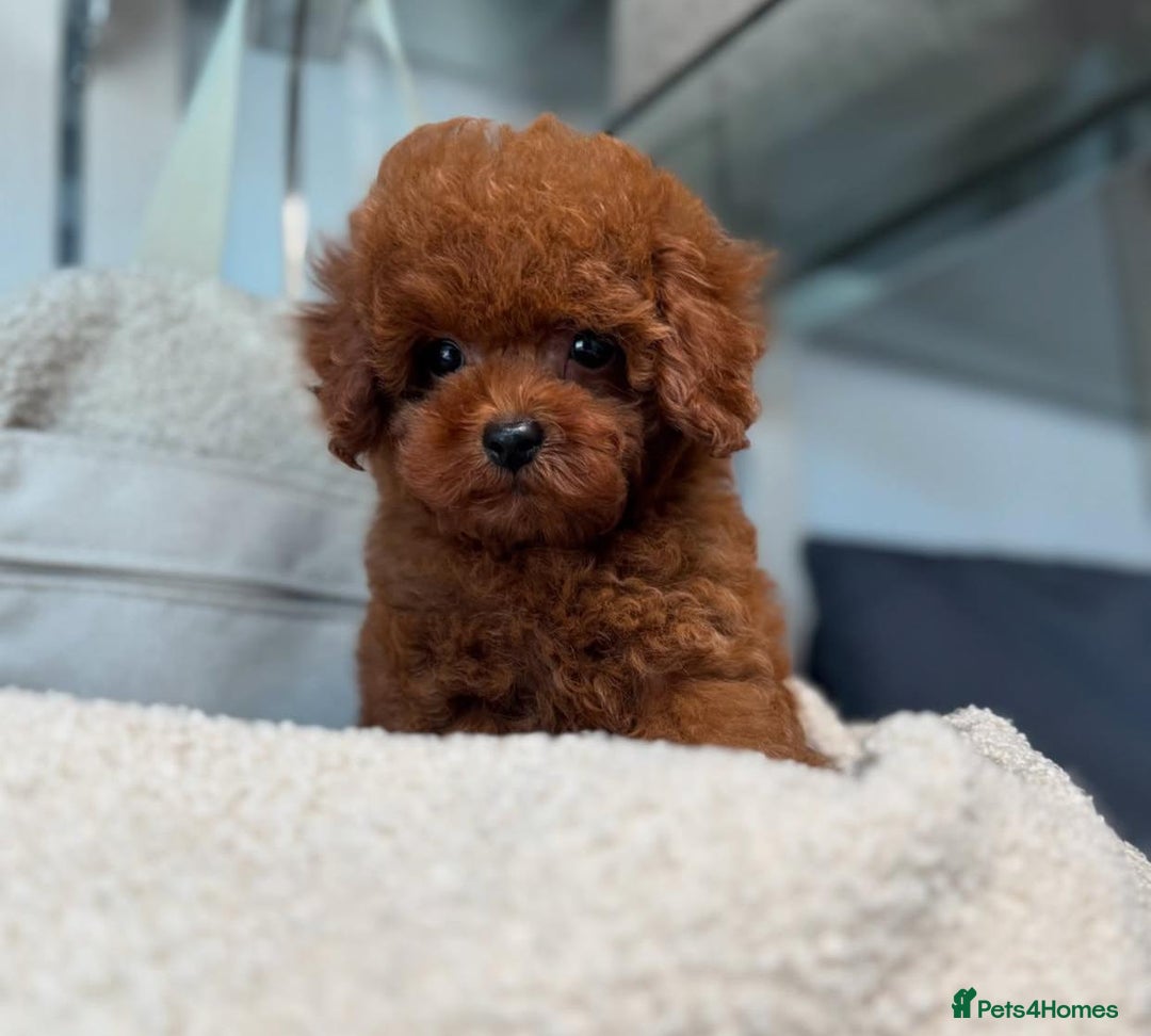 Toy Poodle dogs for sale: Purebred Toy Poodles Puppies Loving Homes! - Image 12