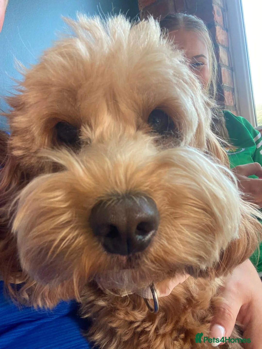 Cockapoo dogs for sale: 🐾 Beautiful F1B Cockapoo Puppies  🐾 - Advert 1