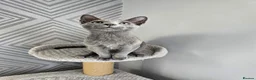Russian Blue cats for sale: GCCF Registered Russian Blue Kittens - Advert 6