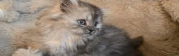 Persian cats for sale: Adorable pure Persian babies ready now  - Advert 4