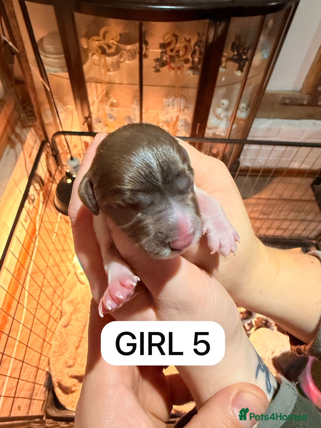 English Springer Spaniel dogs for sale: Gorgeous ESS Puppies-Heavily Marked Liver & White - Image 9