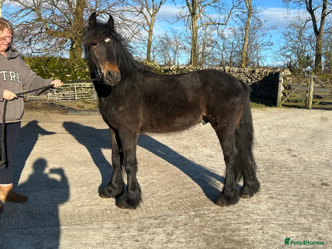 Fell horses for sale: Star (Ingledale Rising Star)  in Skipton - Advert 1