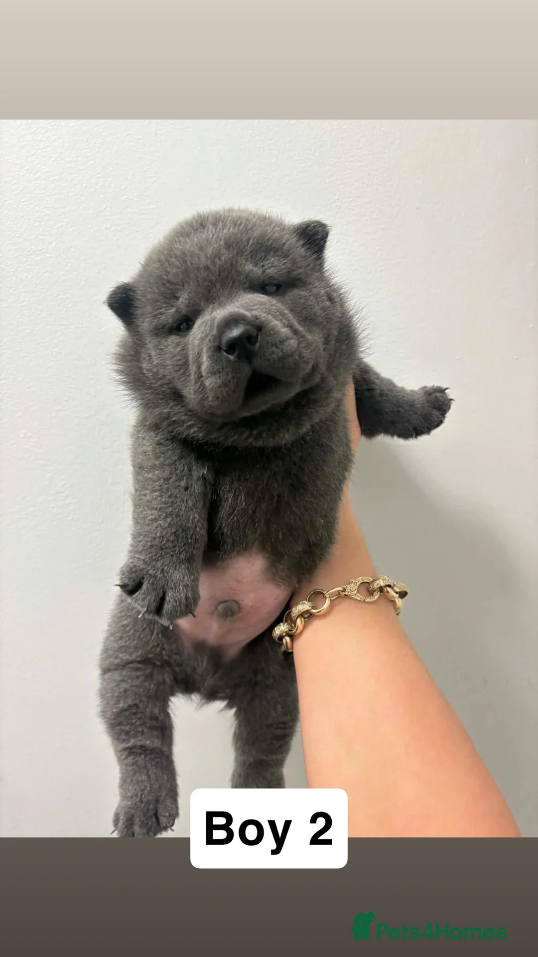 Chow Chow dogs for sale: Last 2 pups! Smooth coat lilac male pups. - Advert 5