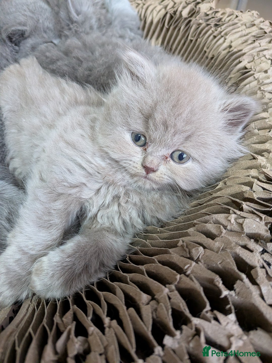 British Shorthair cats for sale: Beautiful British Shorthair kittens GCCF reg - Advert 3