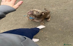 Olde English Bulldogge dogs for sale: 6 month NEBBR olde English bulldog  - Image 4