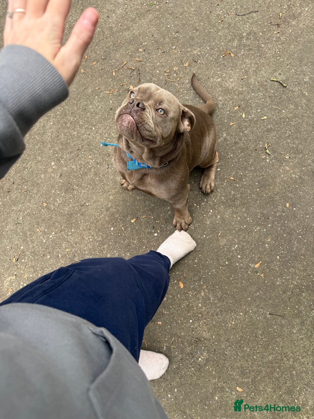 Olde English Bulldogge dogs for sale: 6 month NEBBR olde English bulldog  - Image 4