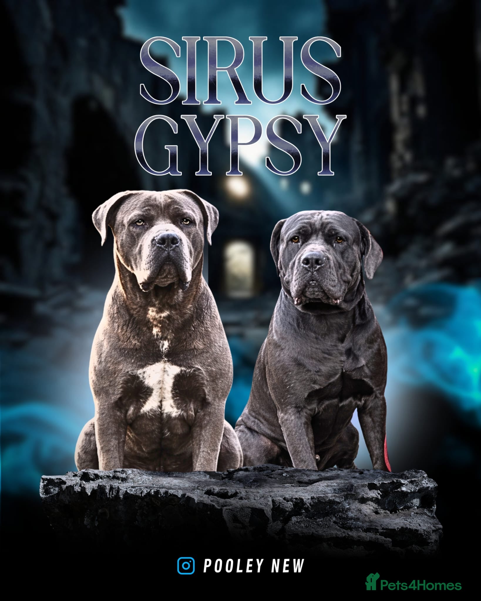 Cane Corso dogs for sale: Cane corso puppies  - Advert 2