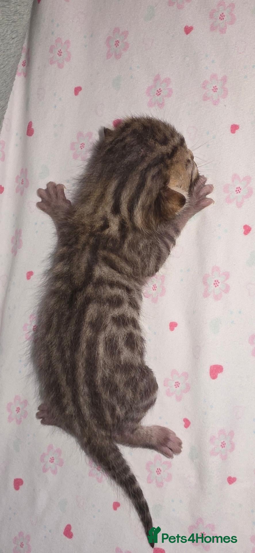Bengal cats Purebred Bengal Kittens Available for Reservation  - Advert 11