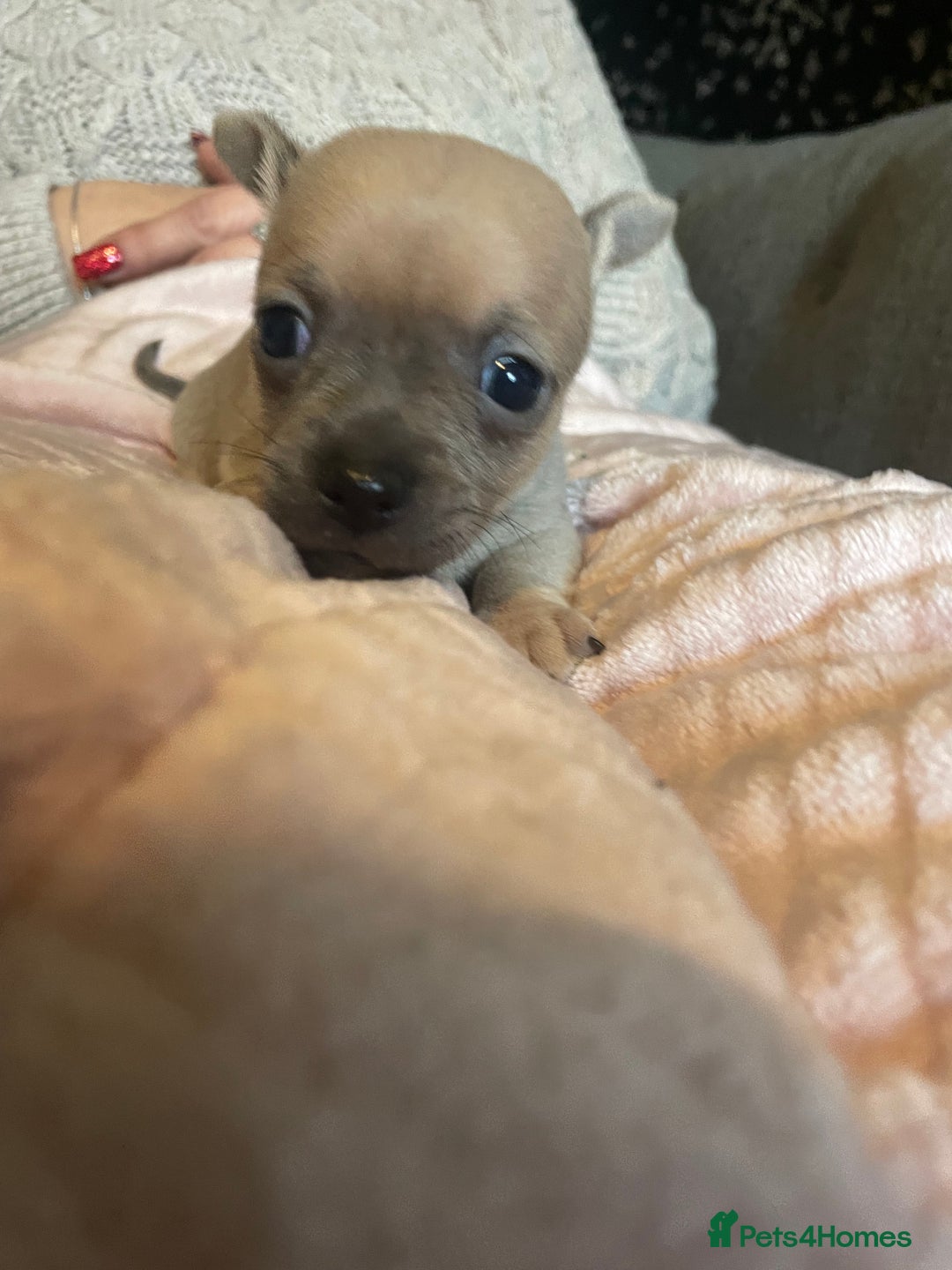 Chihuahua dogs for sale: Chihuahua puppies - Advert 6