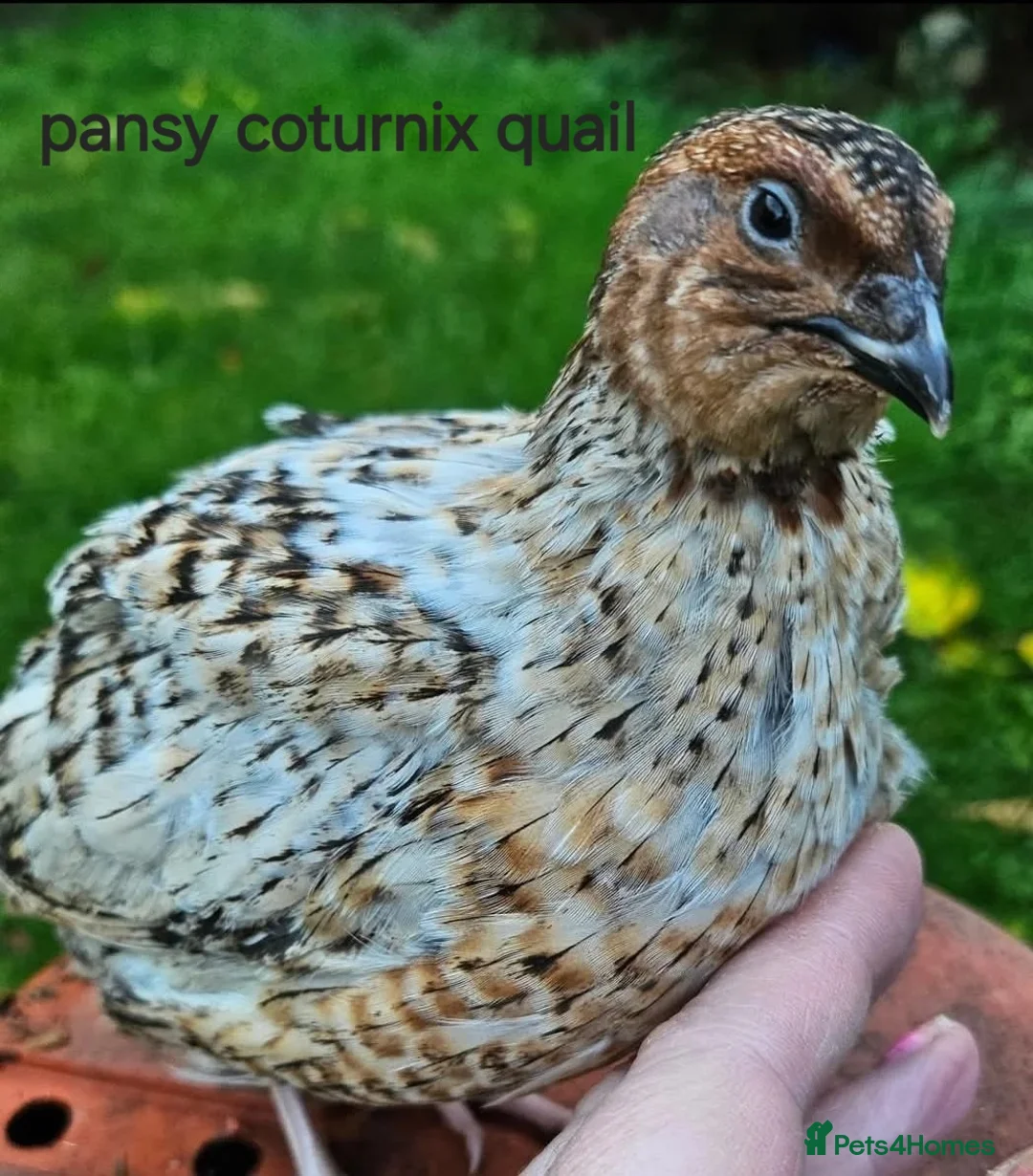 Quail poultry for sale: Various Quail chicks and adults available  - Advert 4