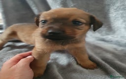 Mixed Breed dogs for sale: Beautiful mixed labrador rottweiler puppies  - Image 10