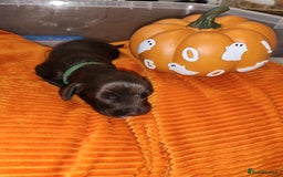 Cocker Spaniel dogs for sale: Cocker Spaniel Puppies (Leave December 1st🎄🐕💖) - Image 19