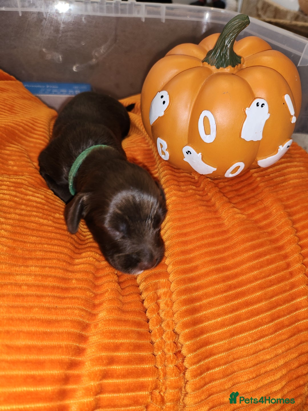 Cocker Spaniel dogs for sale: Cocker Spaniel Puppies (Leave December 1st🎄🐕💖) - Image 19