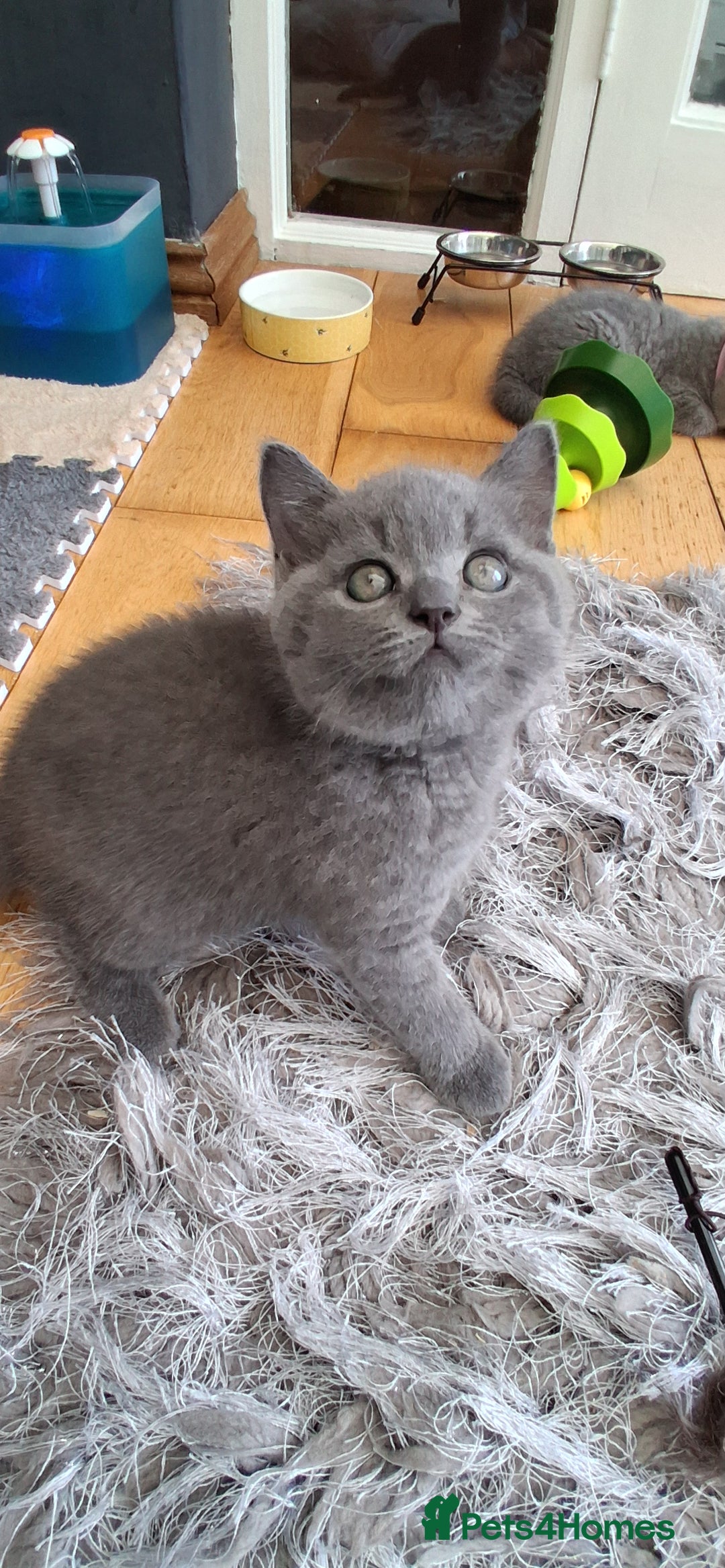 British Shorthair cats for sale: Beautiful British shorthair litter - Image 2