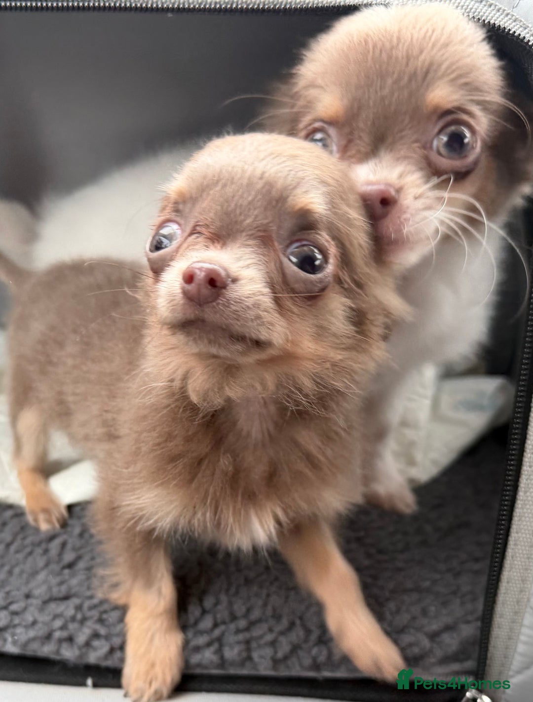 Chihuahua dogs for sale: Ready to go White/Lilac Parti Chihuahua - Advert 13