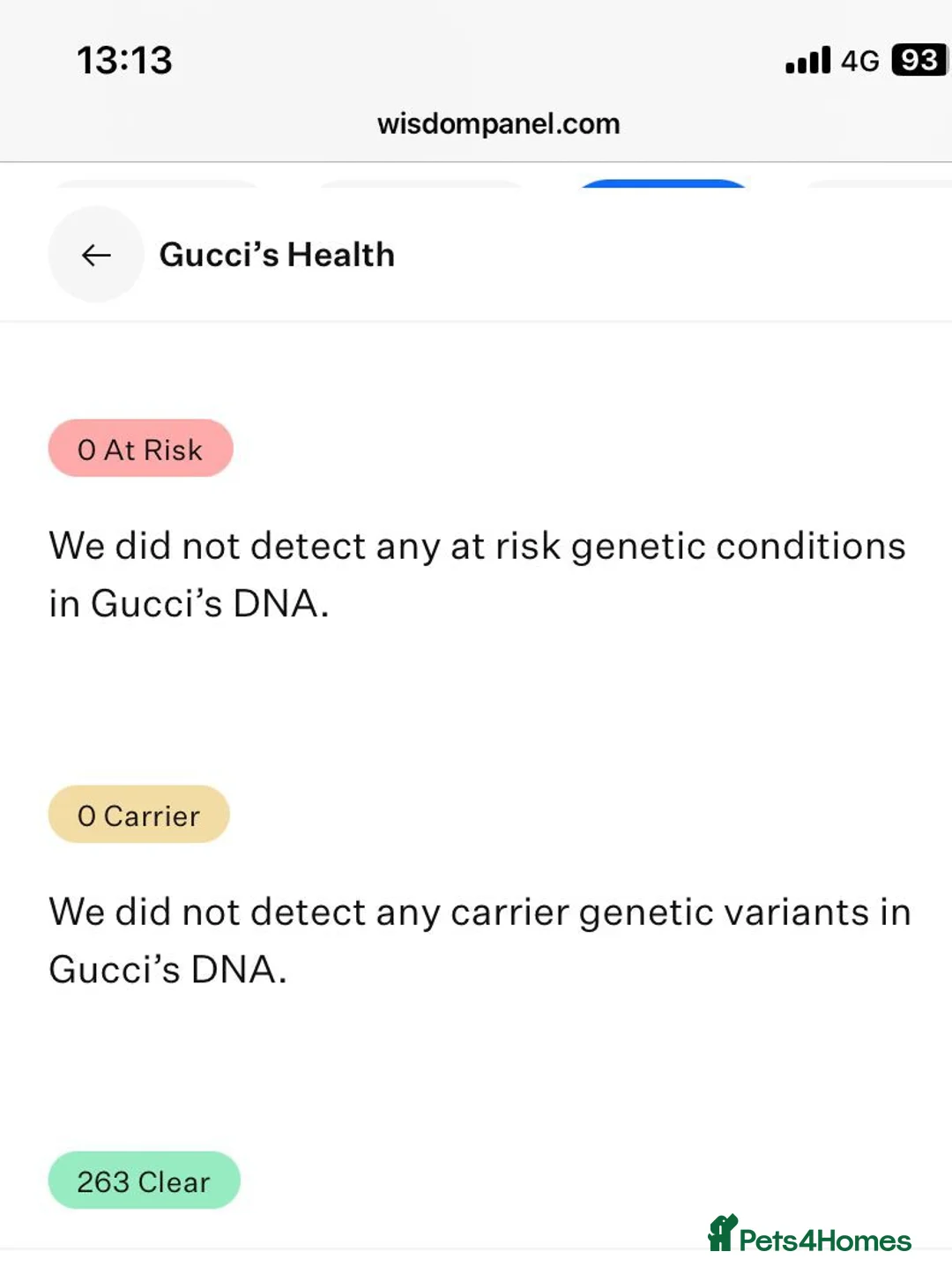 Maltese dogs for stud: 🤎DNA health tested Tiny Korean Maltese boy 🤎 - Advert 14